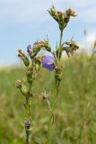 Campanula persicifolia. Отцветающие соцветия с незрелыми плодами, последним цветком и кормящейся личинкой насекомого. Ленинградская обл., Гатчинский р-н, окр. дер. Замостье, суходольный луг. 14.07.2018.