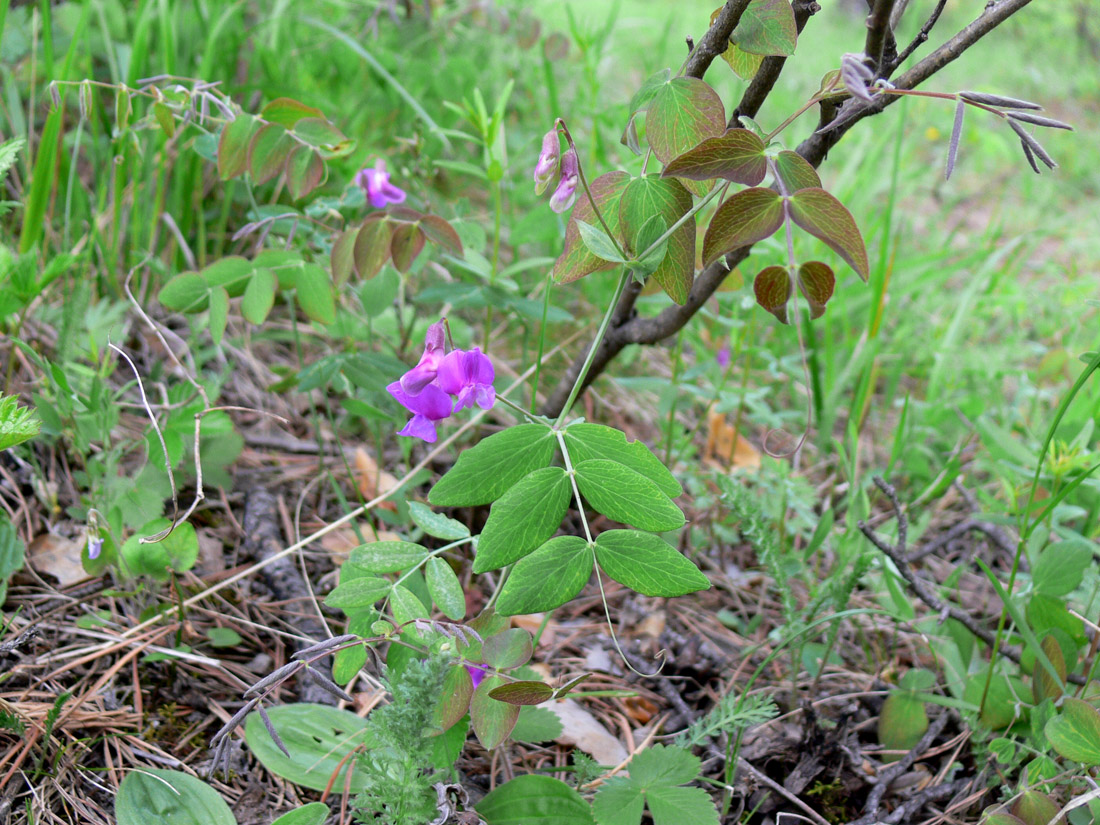 Изображение особи Lathyrus humilis.