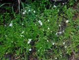 Cerastium pauciflorum