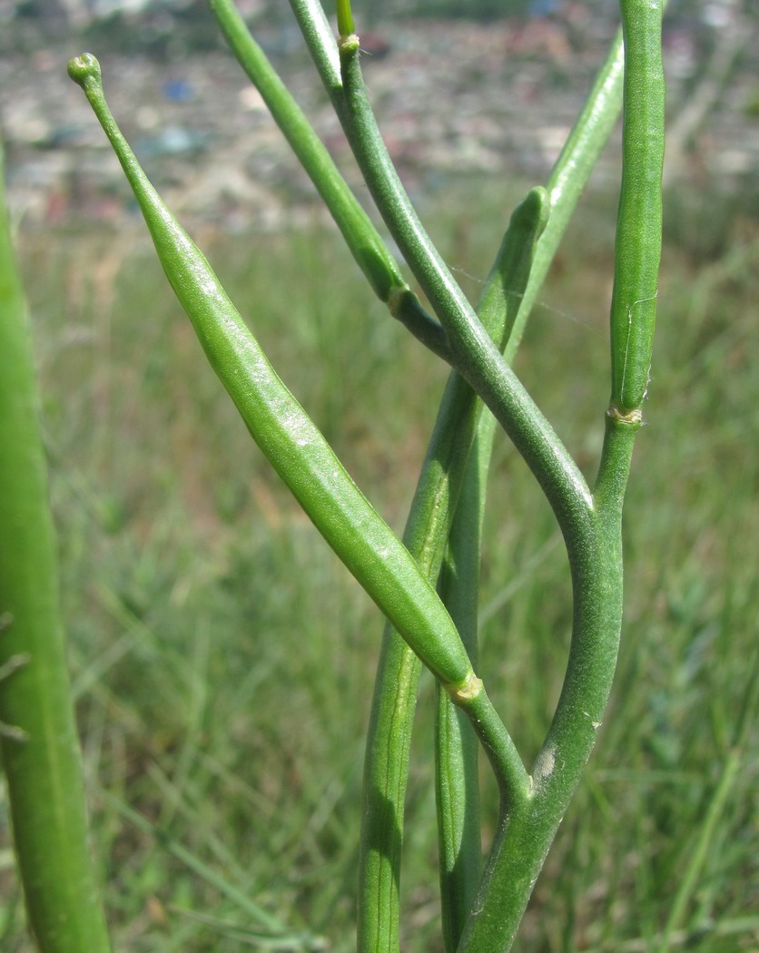 Image of Matthiola daghestanica specimen.