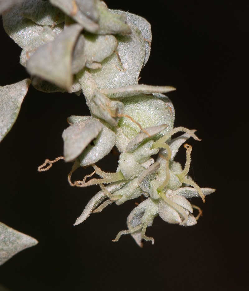 Image of Atriplex nummularia specimen.