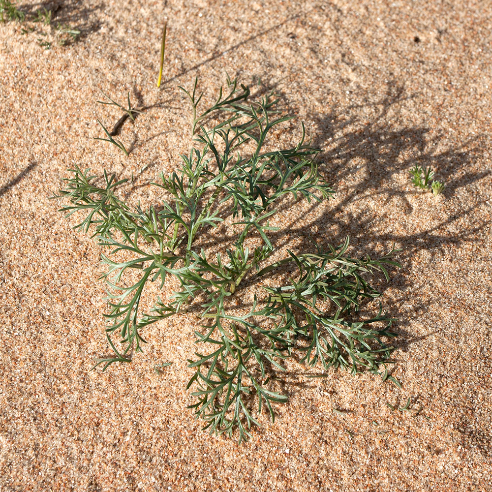 Image of Artemisia campestris specimen.