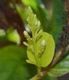 Pseuderanthemum carruthersii