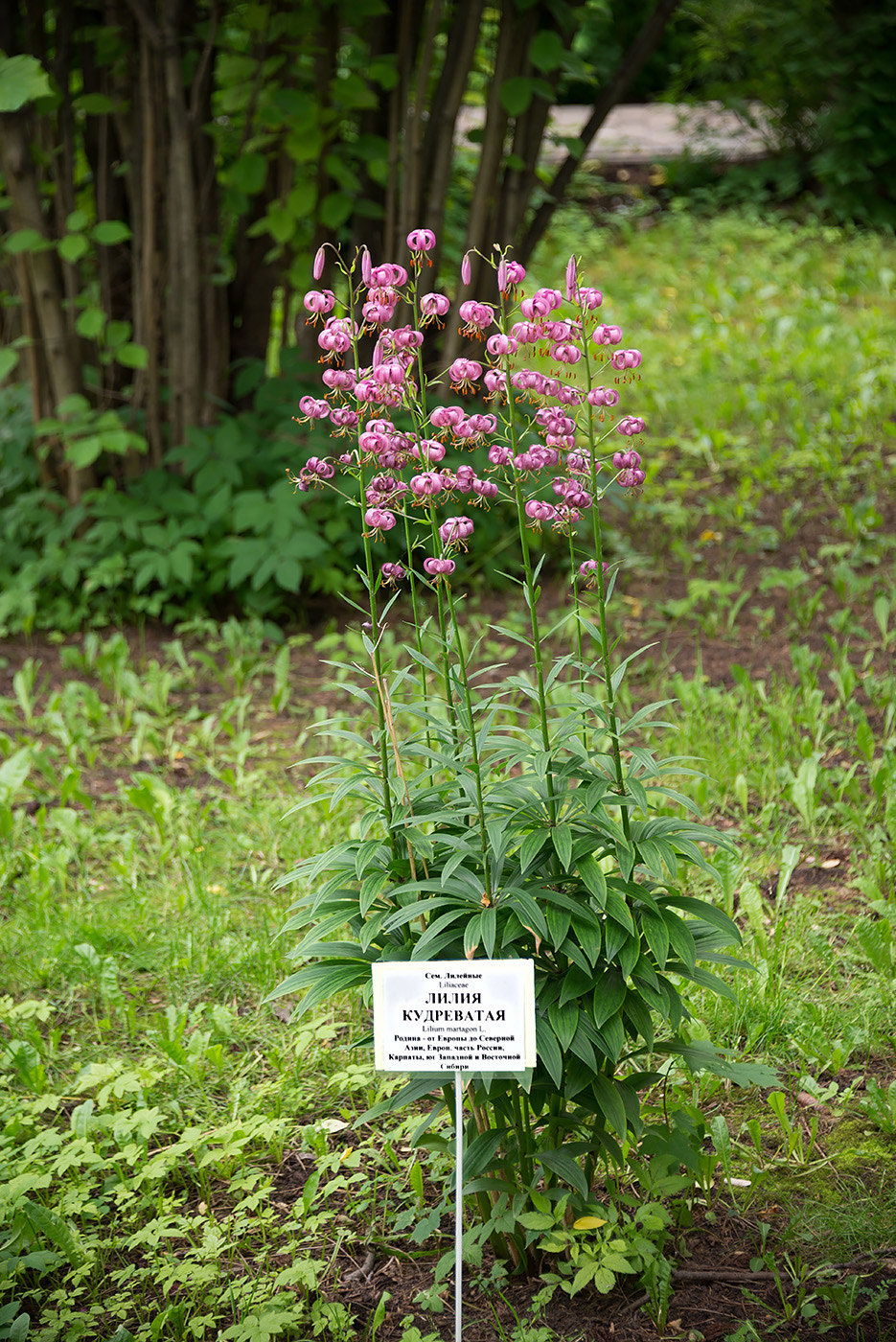 Image of Lilium pilosiusculum specimen.