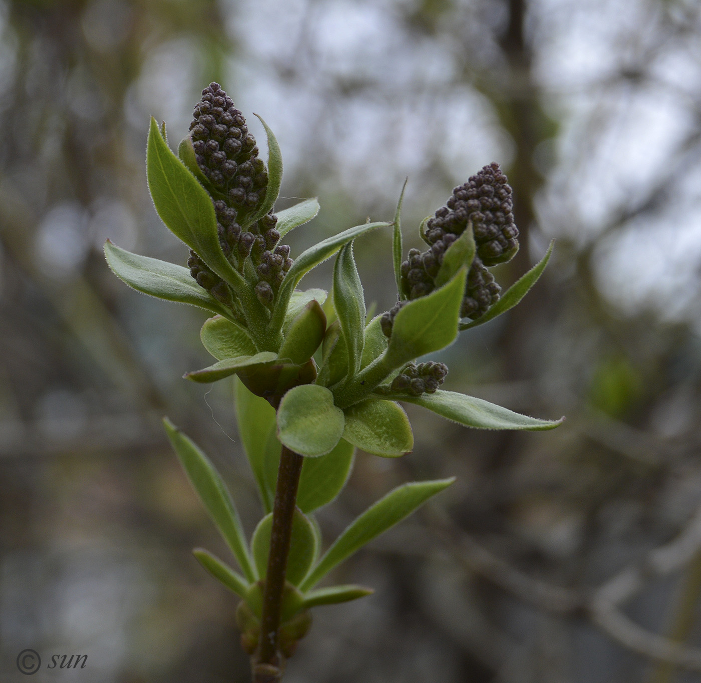 Image of Syringa vulgaris specimen.