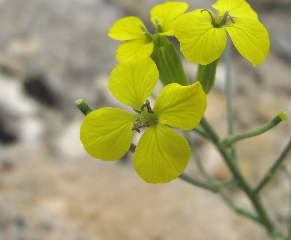 Image of Erysimum substrigosum specimen.