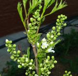 Xanthoceras sorbifolium. Верхушка ветви с распускающимися соцветиями. Крым, Севастополь, в культуре. 04.05.2019.