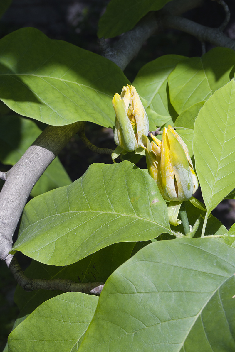 Изображение особи Magnolia acuminata.