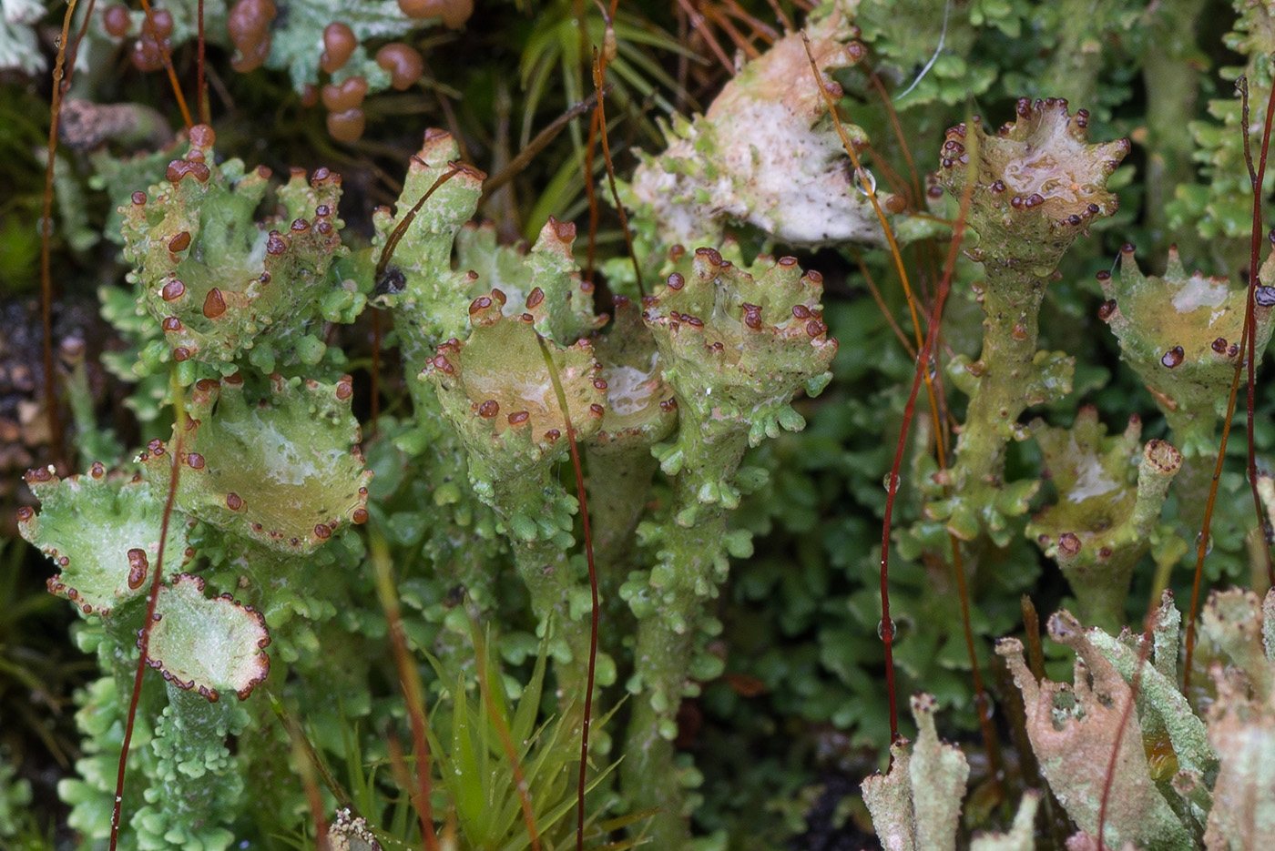 Image of Cladonia gracilis ssp. turbinata specimen.