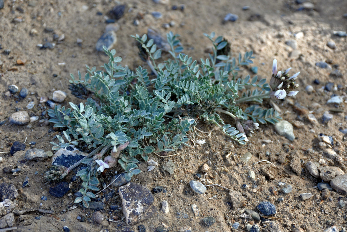 Изображение особи Astragalus dilutus.