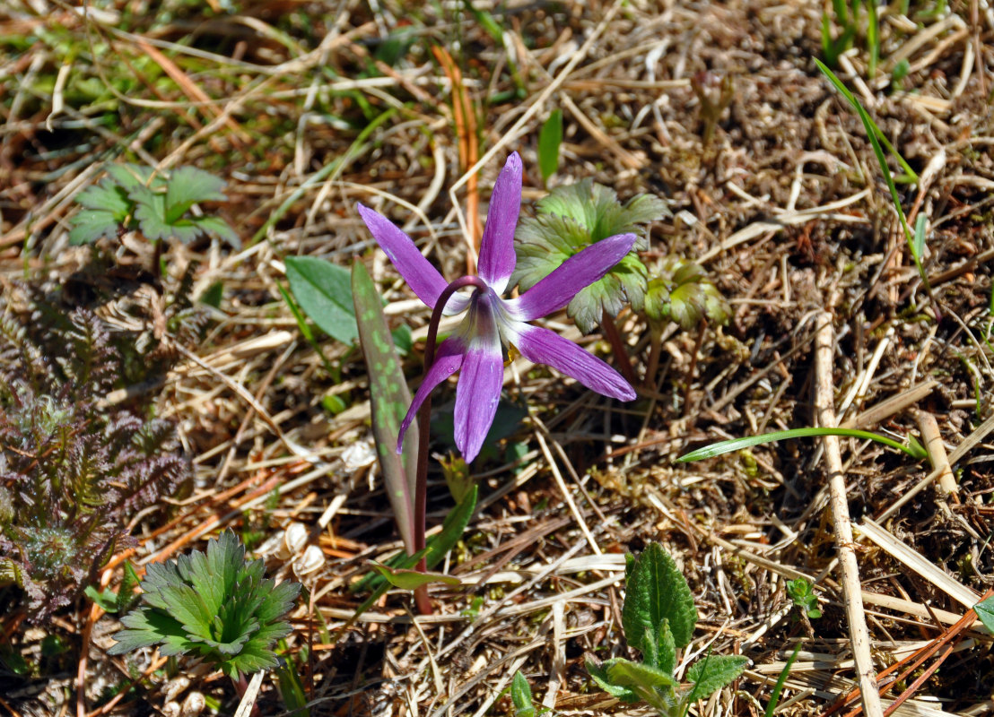 Изображение особи Erythronium sibiricum.