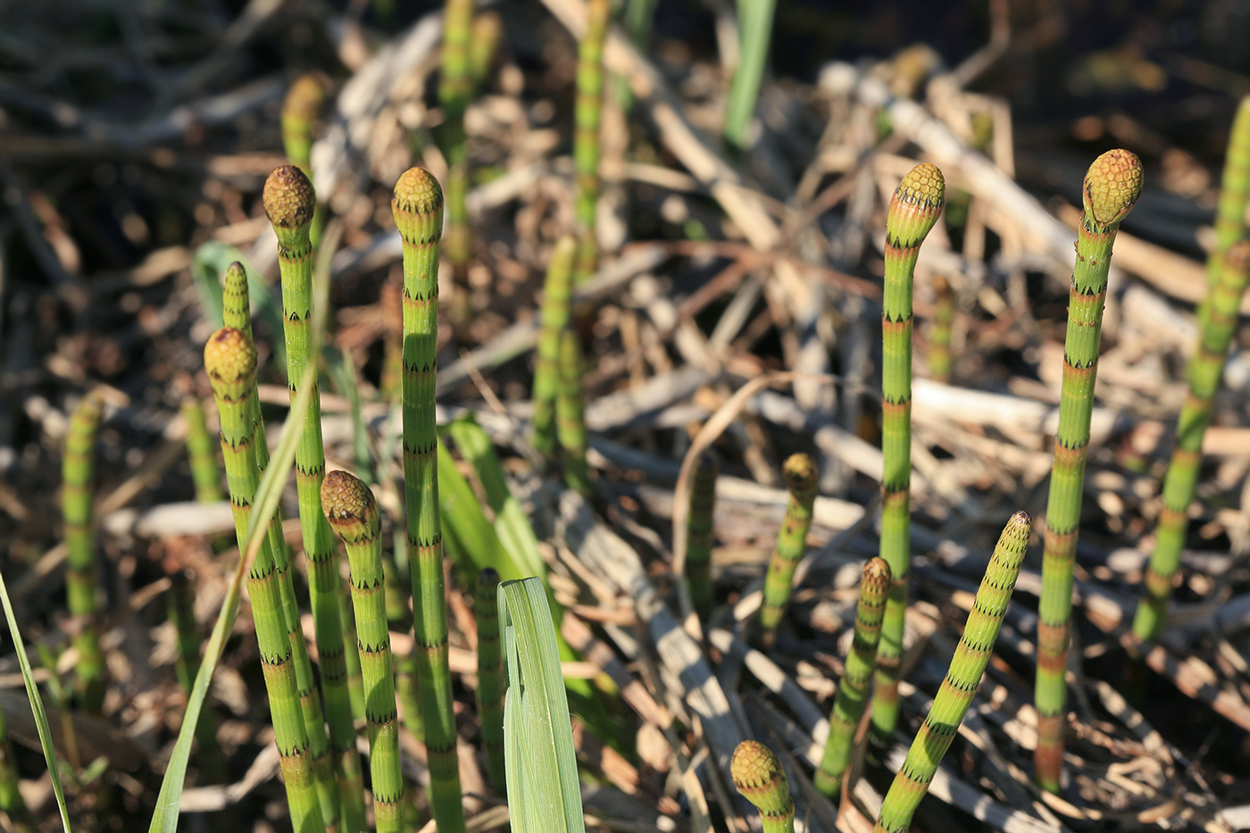 Image of Equisetum fluviatile specimen.