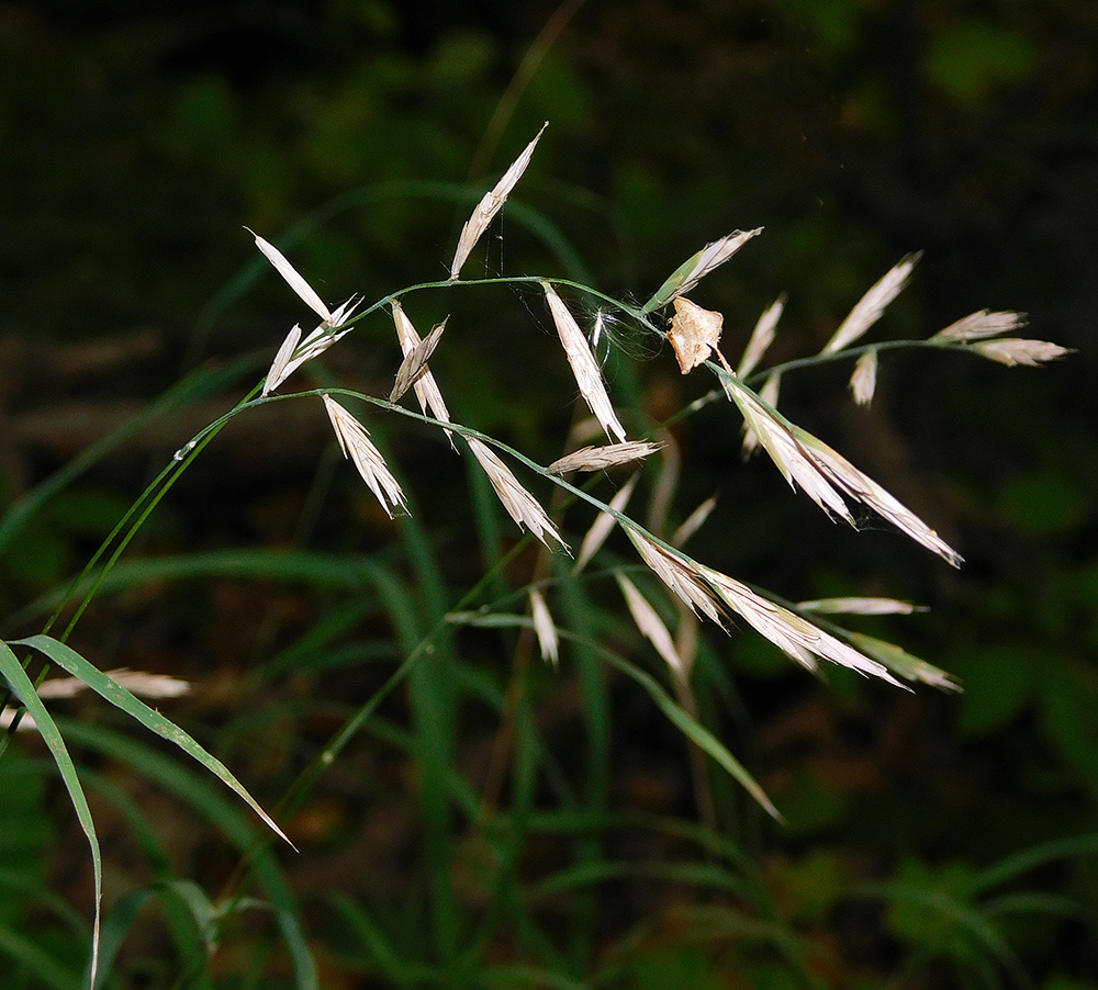 Изображение особи Brachypodium rupestre.