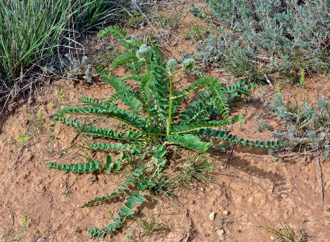 Изображение особи Astragalus vulpinus.