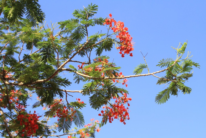 Image of Delonix regia specimen.