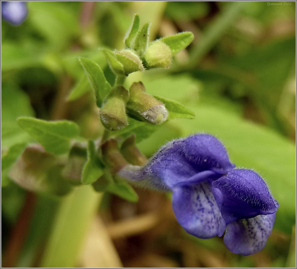 Image of Scutellaria galericulata specimen.