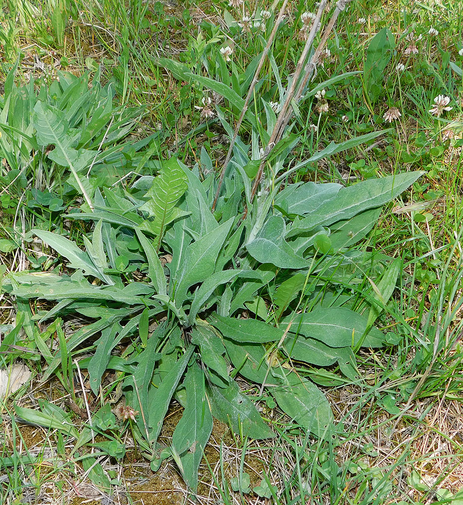 Изображение особи Centaurea jacea ssp. substituta.