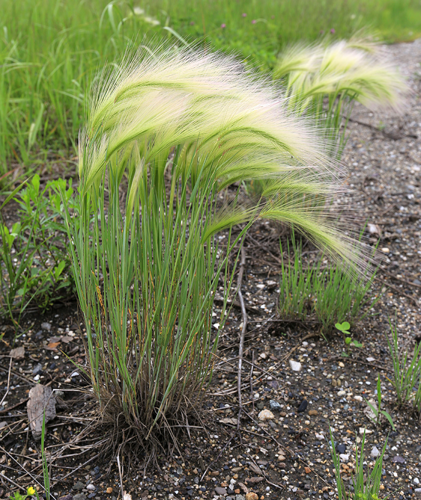 Hordeum jubatum - Изображение особи - Плантариум