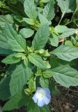 Nicandra physalodes