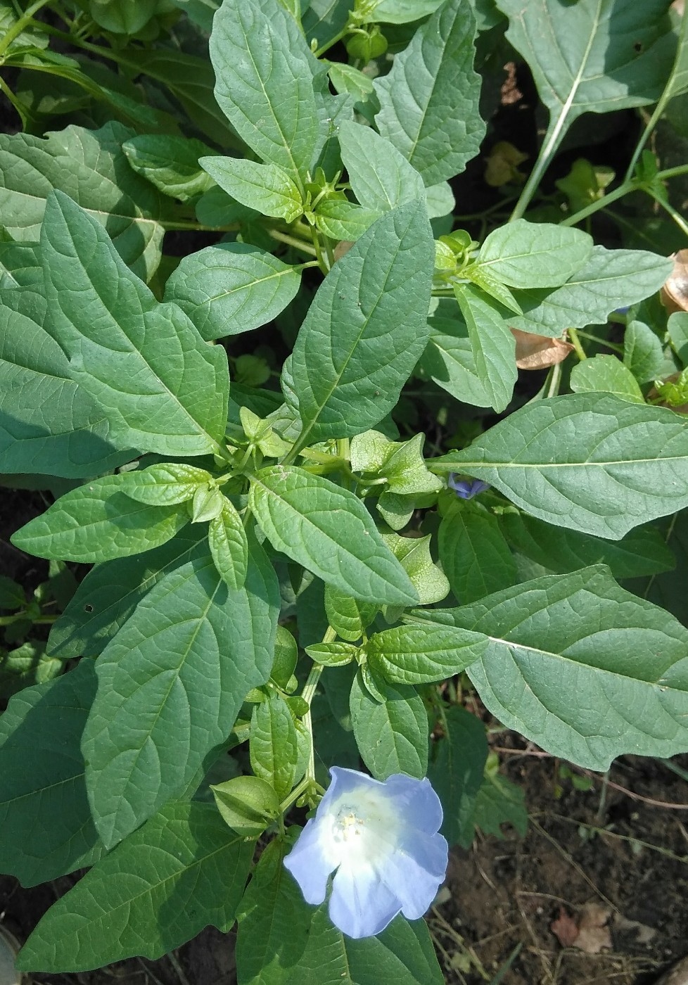 Image of Nicandra physalodes specimen.