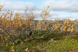 Betula × alpestris. Растение с листьями в осенней окраске. Мурманск, Горелая сопка, ерниково-вороничная берёзовая лесотундра. 21.09.2020.