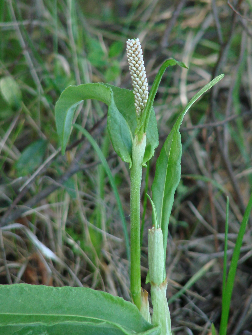 Image of Bistorta officinalis specimen.