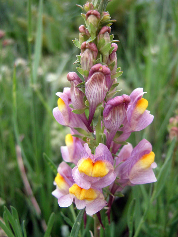 Изображение особи Linaria transiliensis.