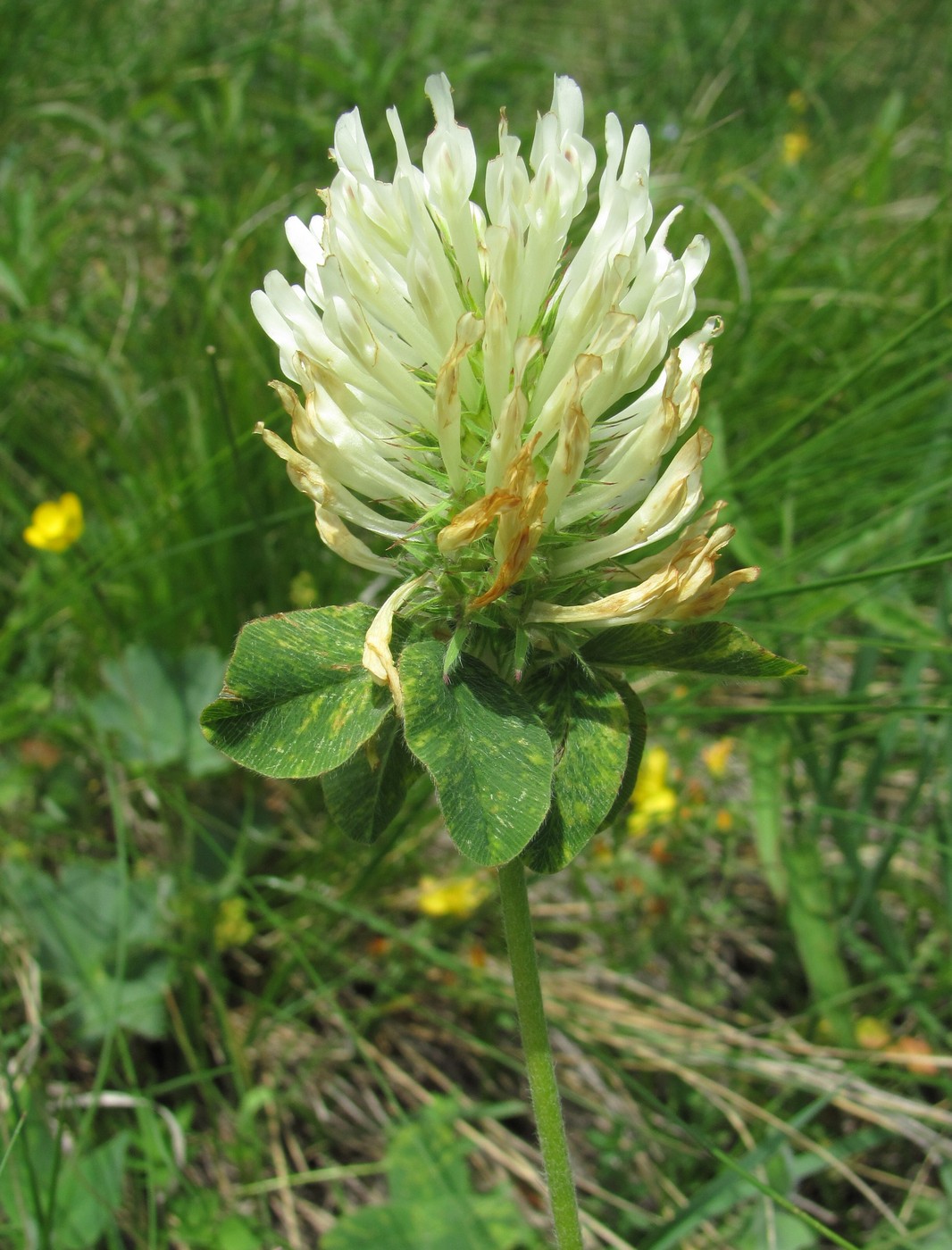 Image of Trifolium canescens specimen.