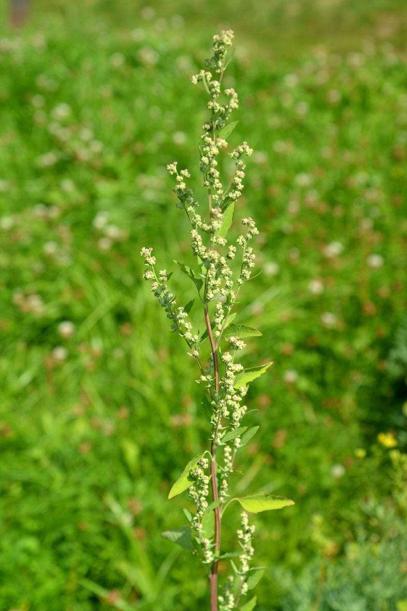 Image of Chenopodium album specimen.