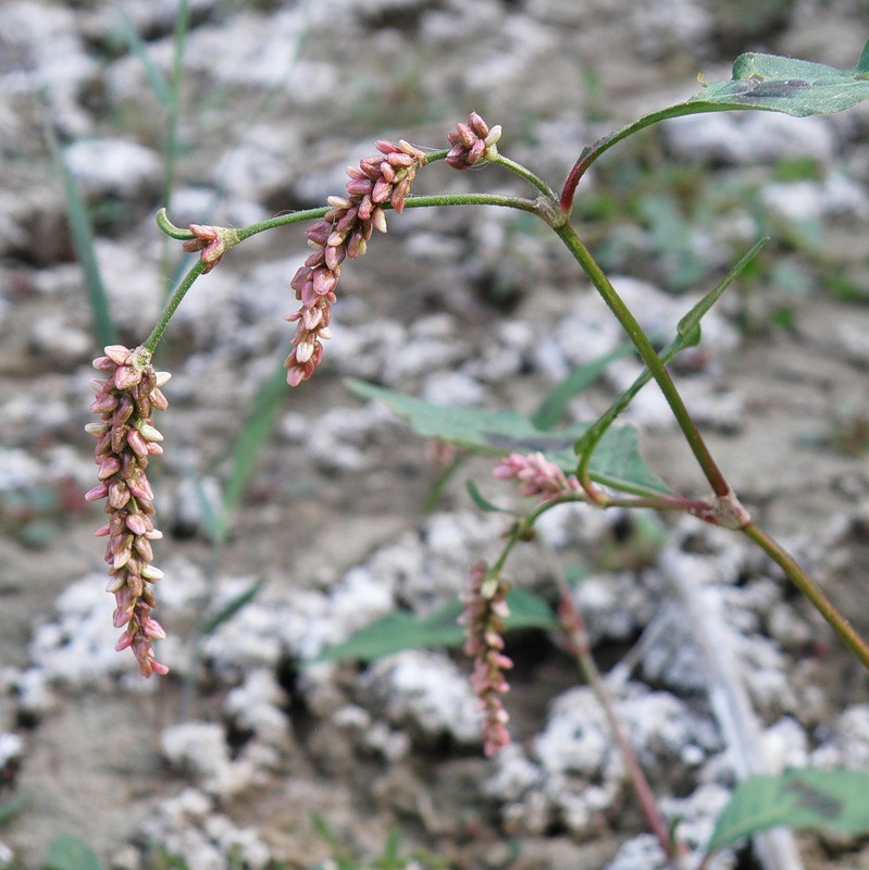 Image of Persicaria lapathifolia specimen.