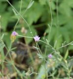 Xeranthemum cylindraceum. Побеги с соцветиями. Краснодарский край, м/о Новороссийск, окр. с. Сукко, окр. оз. Сукко, залесённый левый борт. 10.06.2019.