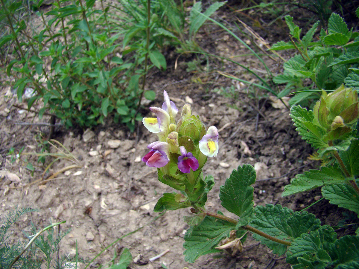 Image of Scutellaria xanthosiphon specimen.