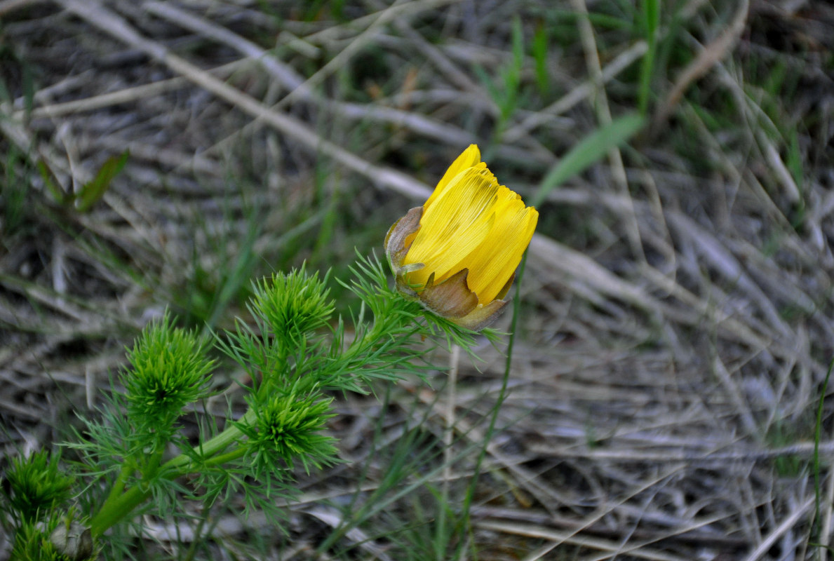 Изображение особи Adonis vernalis.