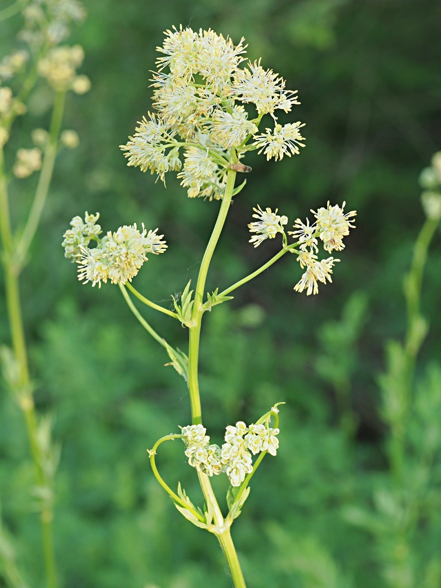 Image of Thalictrum flavum specimen.