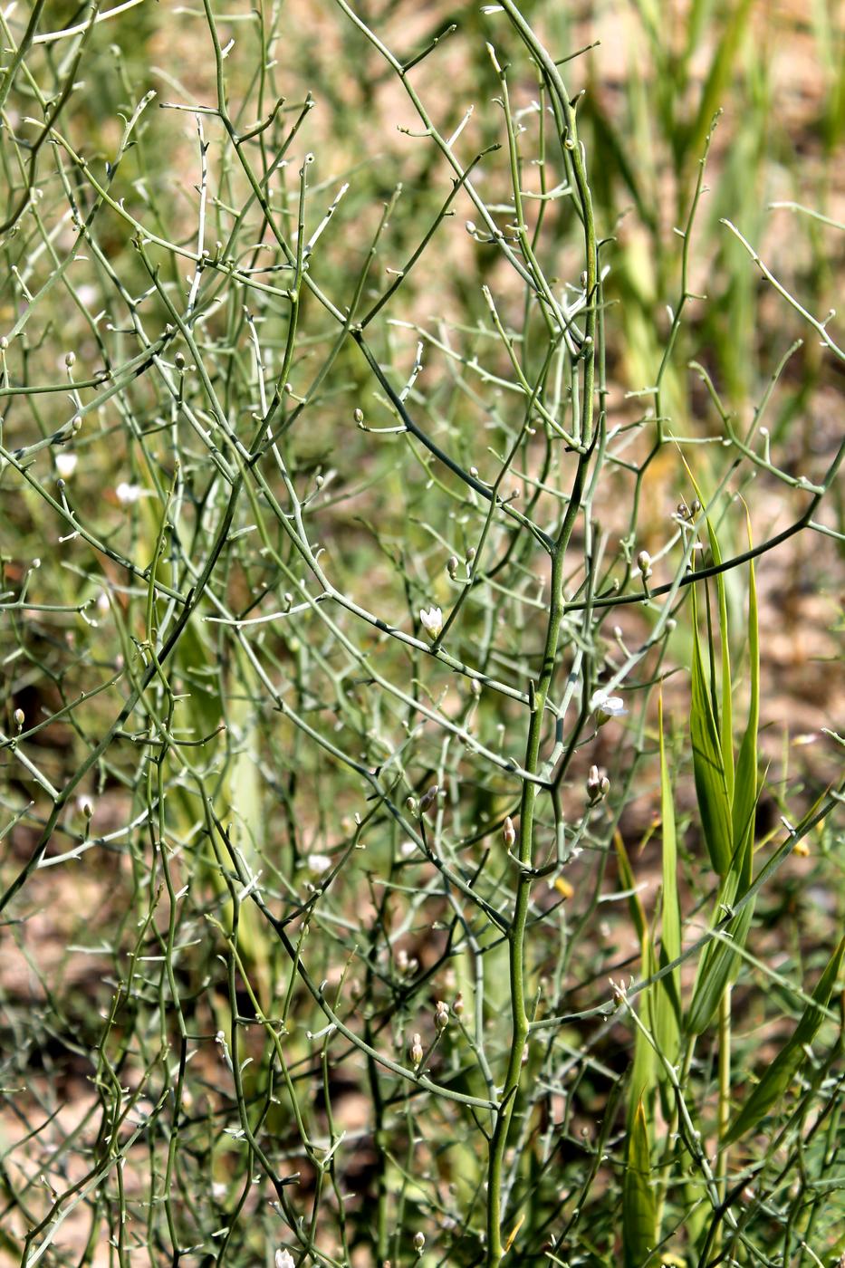 Image of Convolvulus erinaceus specimen.