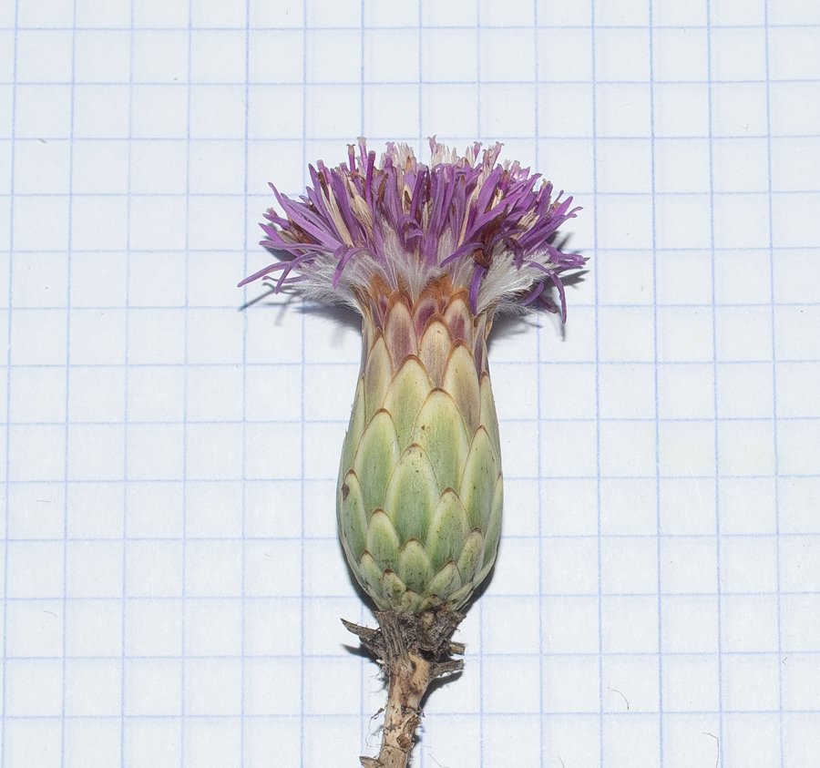 Image of Carlina comosa specimen.