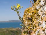 Potentilla taurica. Цветущее растение. Крым, Керченский п-ов, Ленинский р-н, окр с. Осовины, мыс Орёл, остепнённый приморский склон, степь, на известняковой глыбе. 28.05.2021.