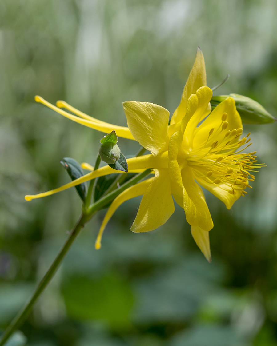 Изображение особи род Aquilegia.