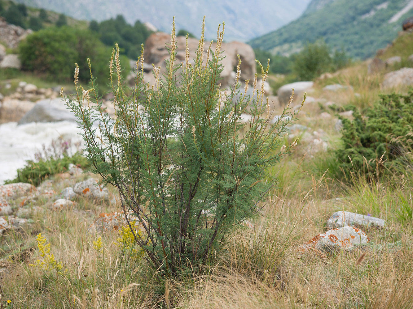 Изображение особи Myricaria bracteata.