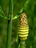 Equisetum fluviatile. Стробил. Для вида характерно образование стробилов на зелёных побегах. Киев, луг возле Cвятошинского озера. Начало июня 2005 г.