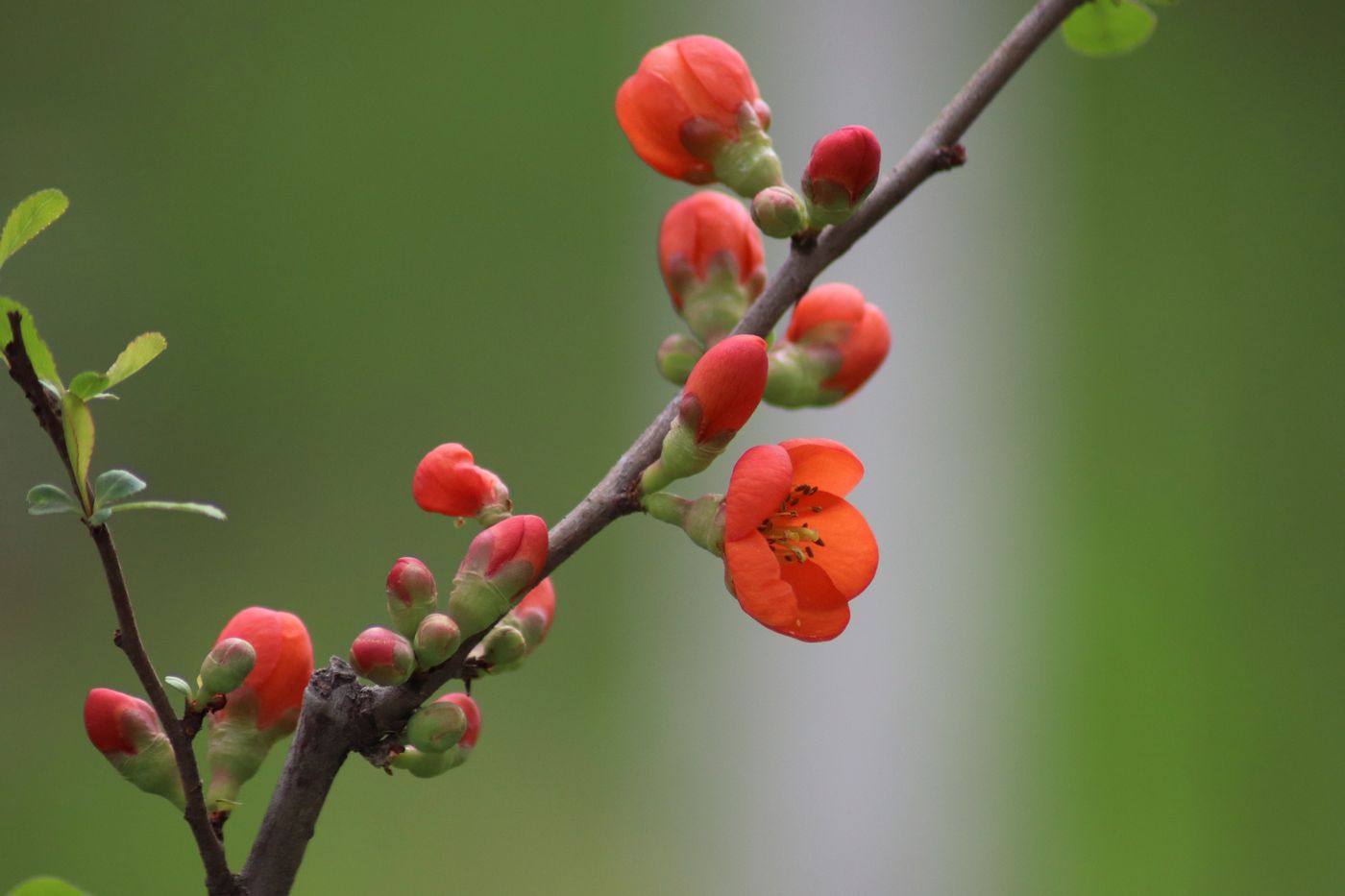 Изображение особи Chaenomeles japonica.