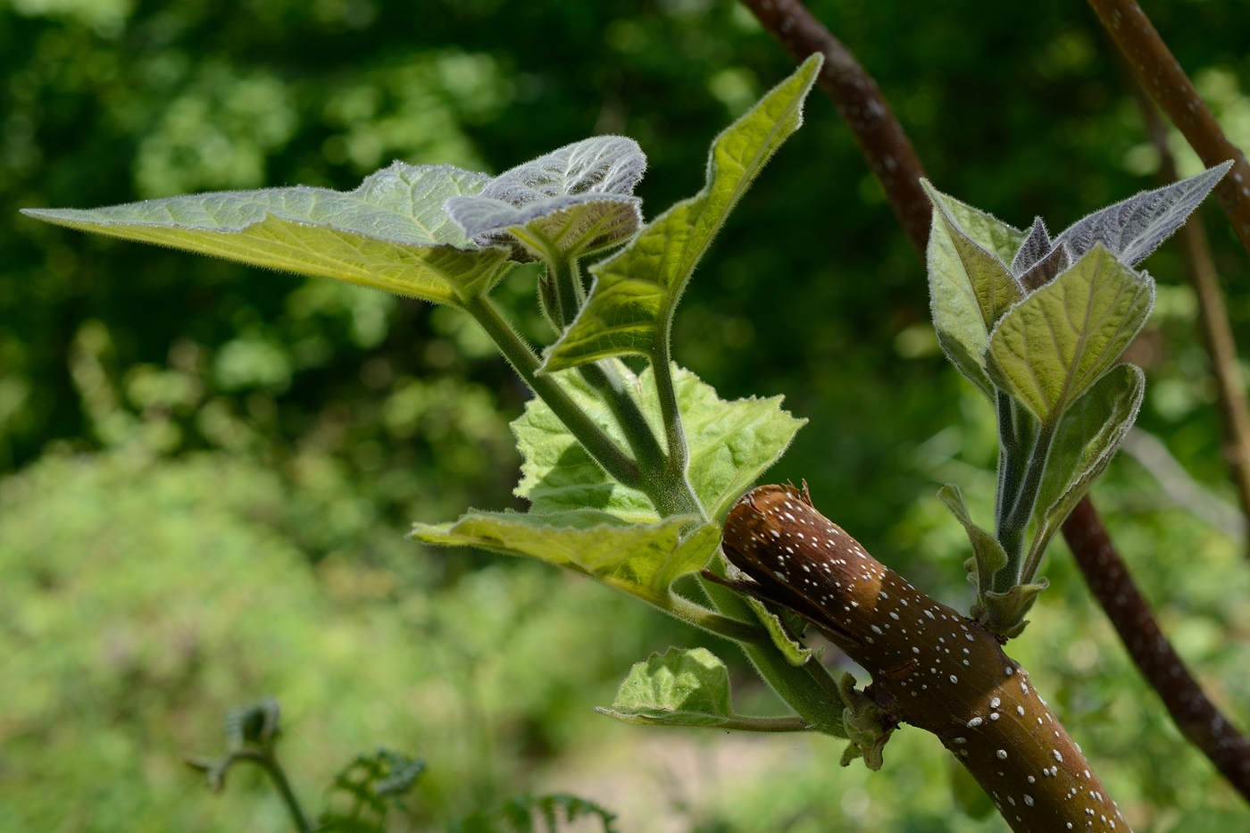 Image of Paulownia tomentosa specimen.