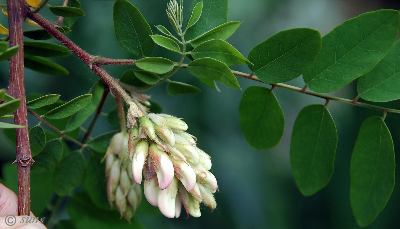 Image of Robinia &times; longiloba specimen.