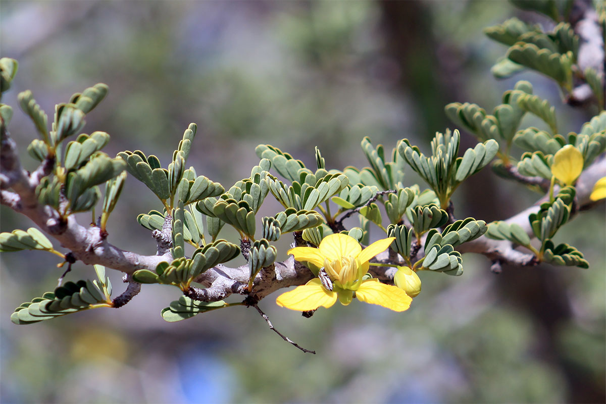 Изображение особи Senna meridionalis.