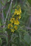 Lysimachia vulgaris