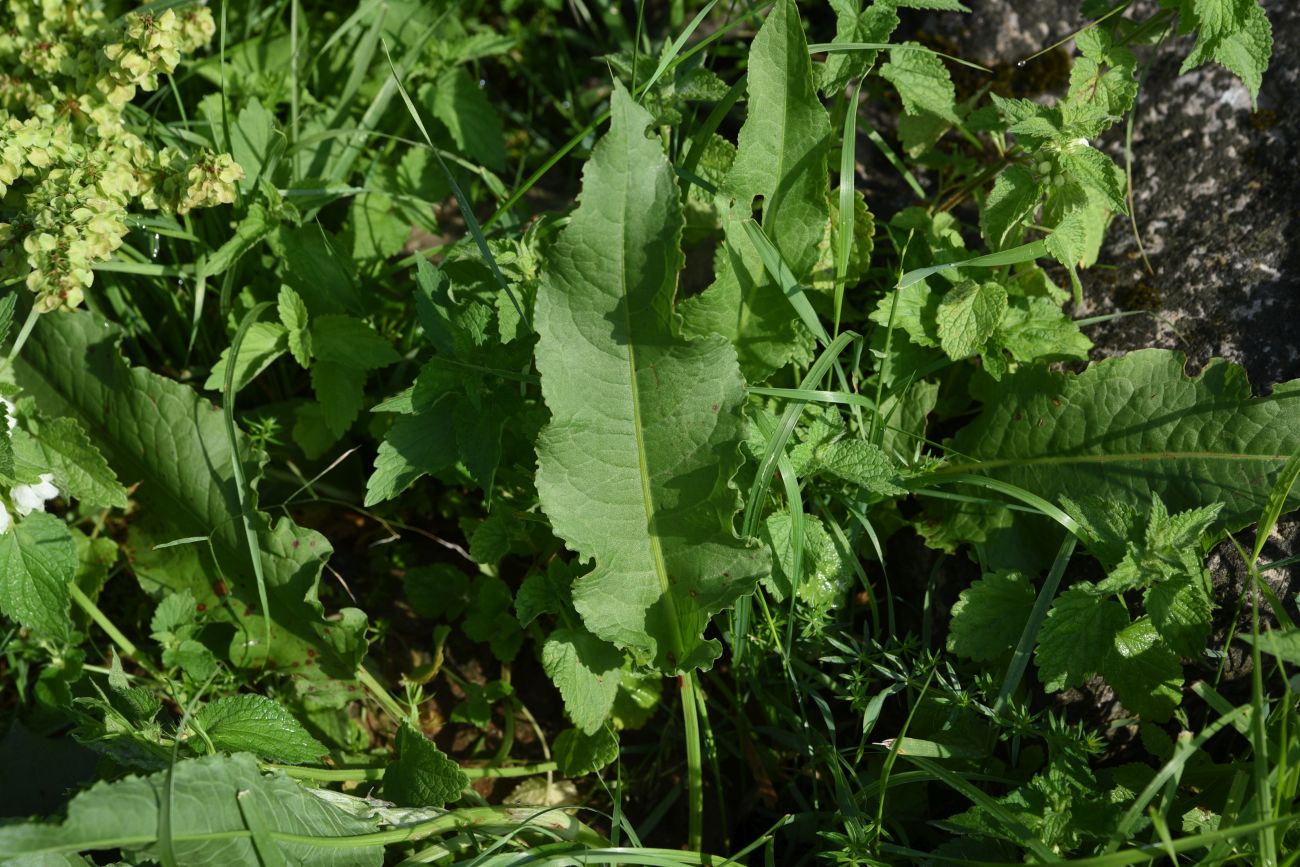 Image of Rumex longifolius specimen.