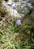 Campanula rotundifolia. Верхушки цветущих растений. Норвегия, Бриксдайл. 04.07.2008.