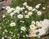 Tripleurospermum caucasicum. Цветущее растение. Карачаево-Черкесия, Домбай, долина р. Птыш, субальпийский луг. 03.09.2019.