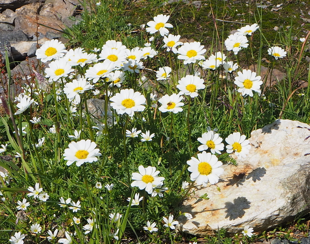 Image of Tripleurospermum caucasicum specimen.