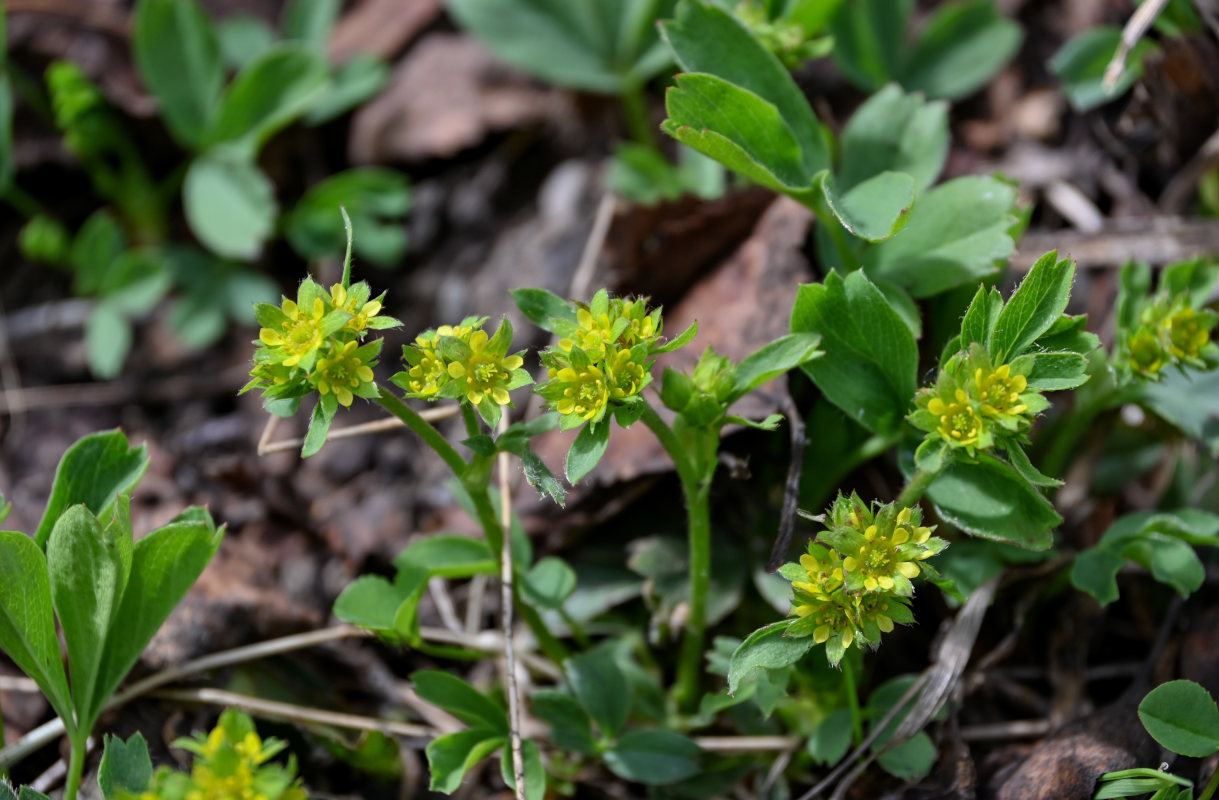 Изображение особи Sibbaldia procumbens.